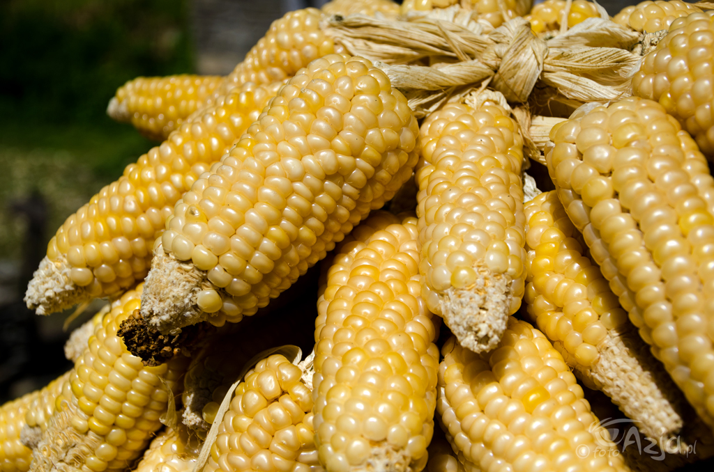 Dzień 3: Zapasy kukurydzy we wsi Chhepka